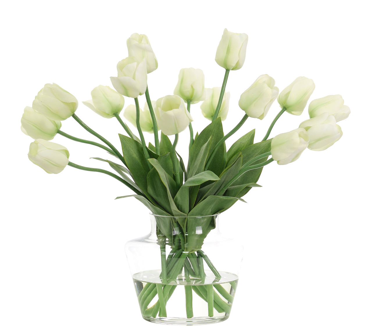 Tulip, White Green