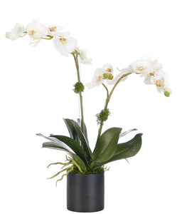 Orchid Phalaenopsis White
