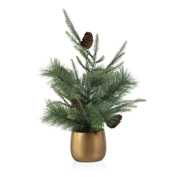 Noble Fir Tree in Gold Pot  24 in