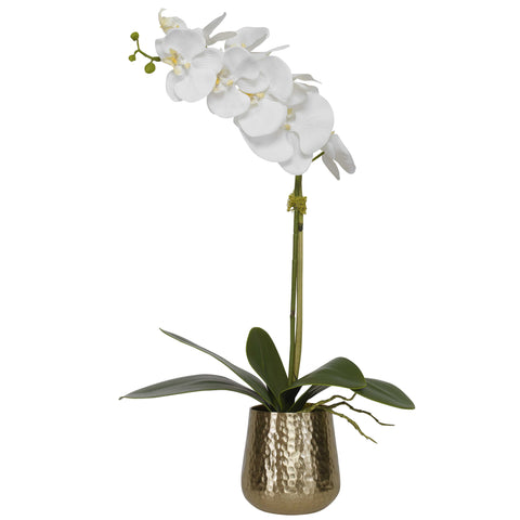 CAMI ORCHID, BRASS