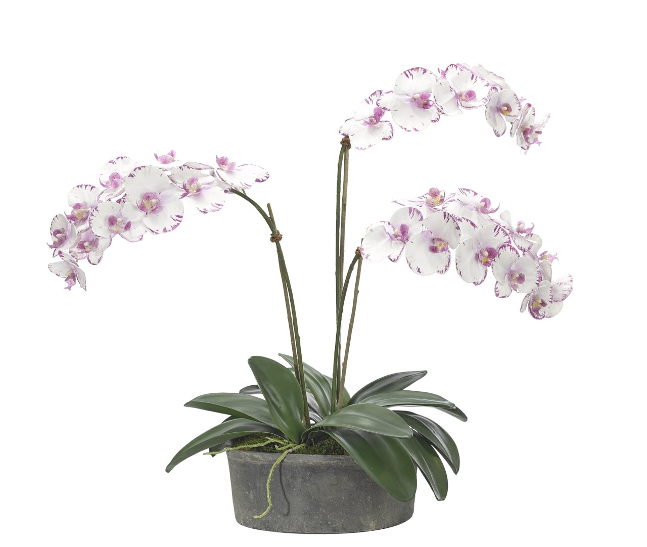 Orchid White Lavender,