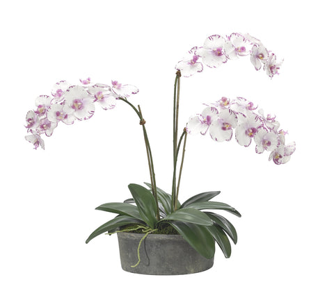 Orchid White Lavender,