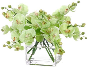 Orchid Phalaenopsis Green